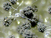 Aspergillus